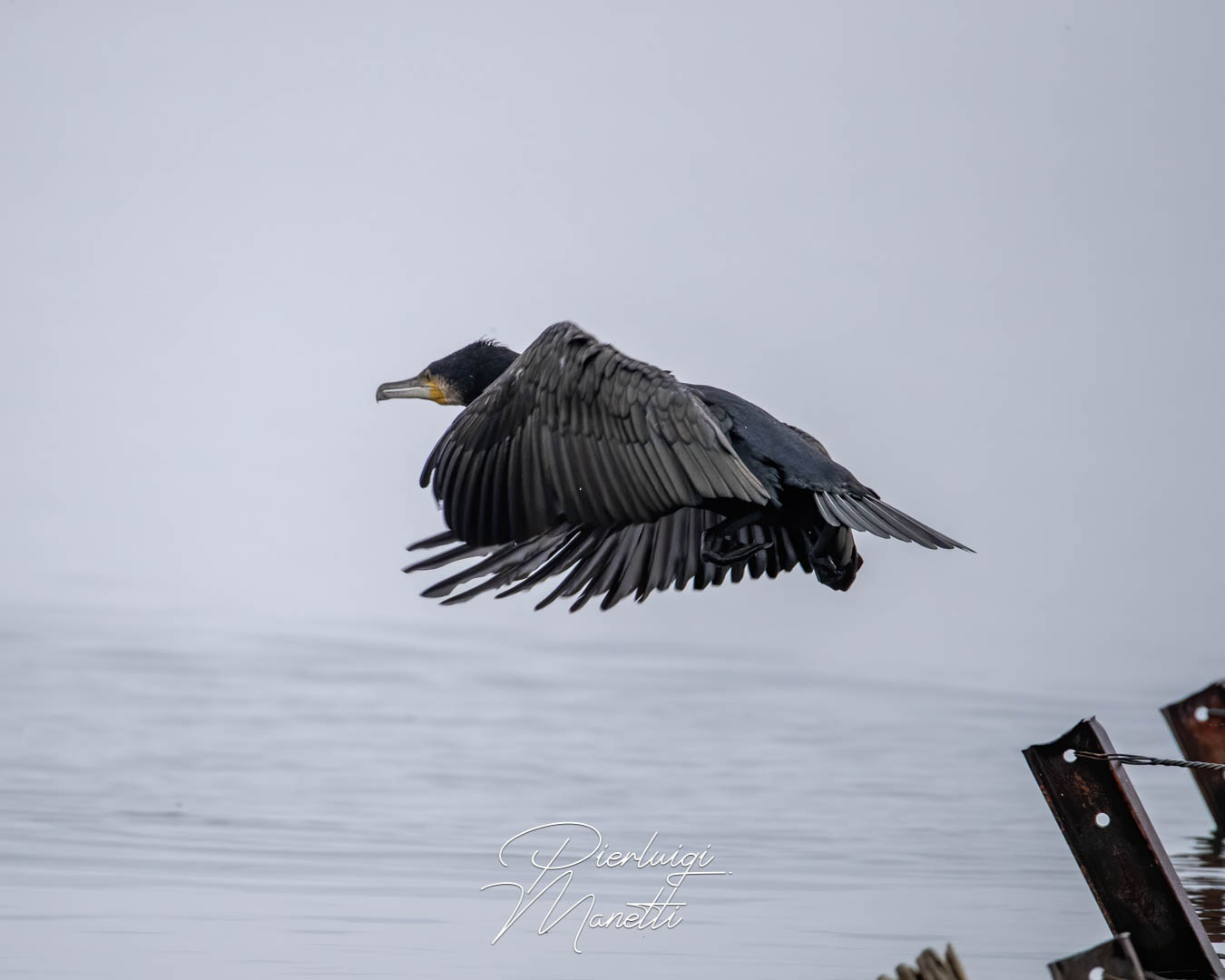 Cormorano prima del volo