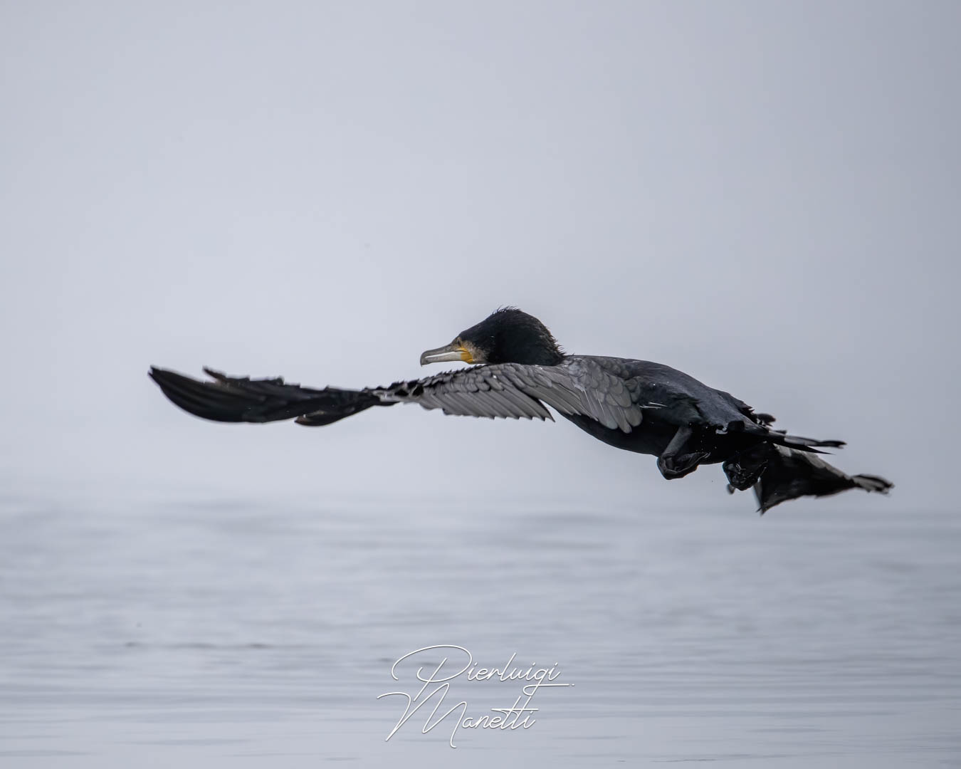 Cormorano prima del volo