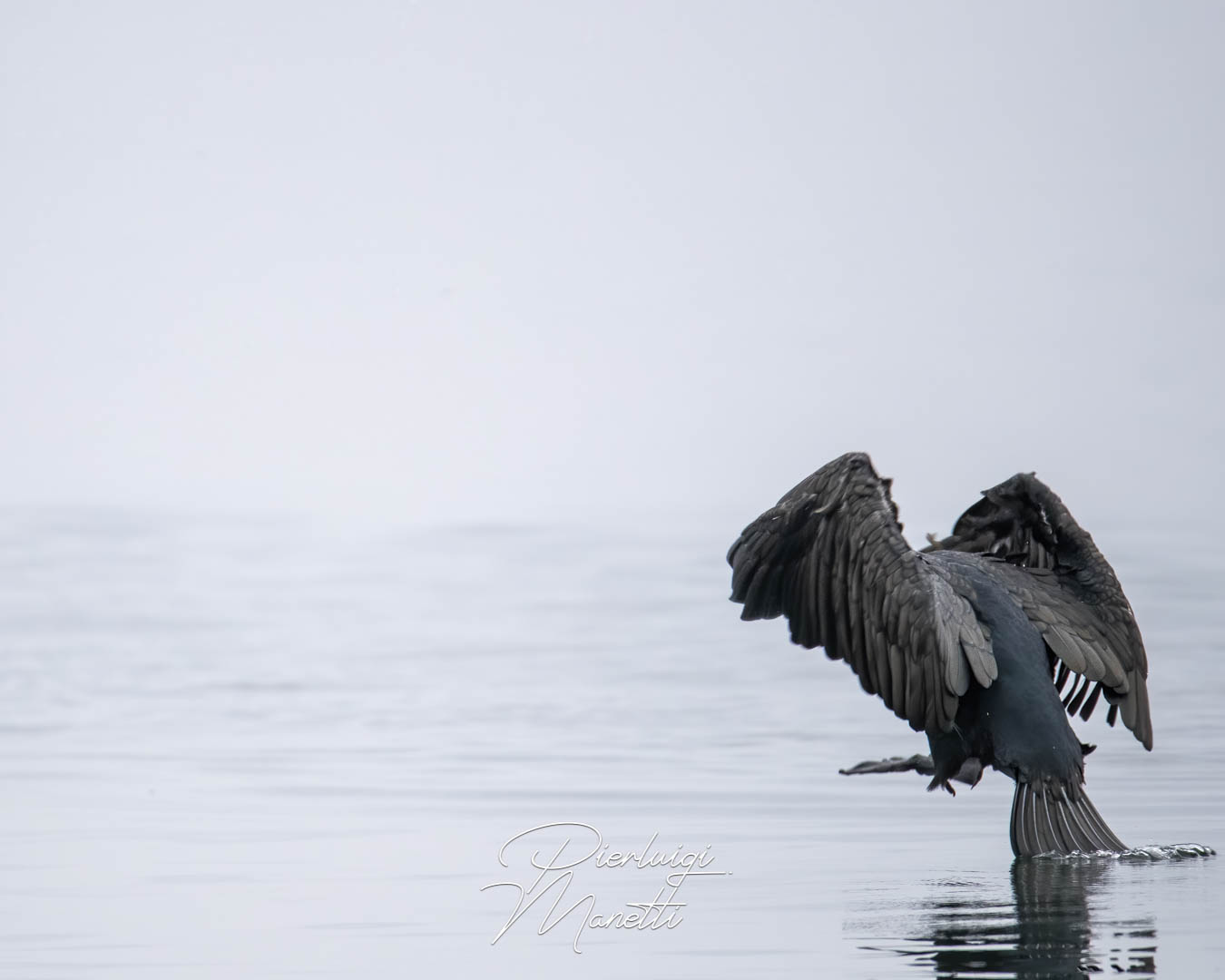 Cormorano prima del volo