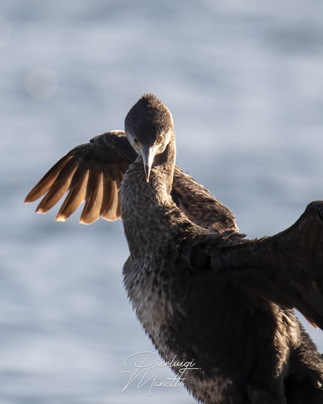 Cormorano sul Lago di Bolsena