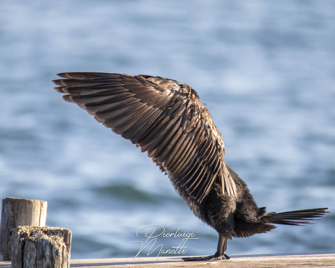 Cormorano sul Lago di Bolsena