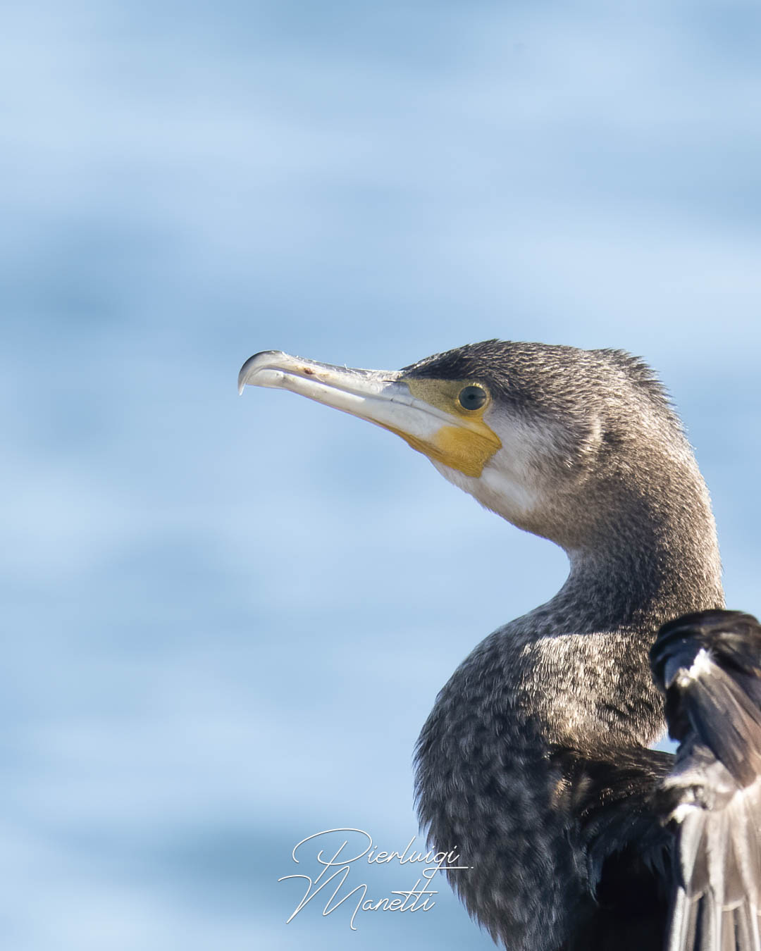 Cormorano sul Lago di Bolsena