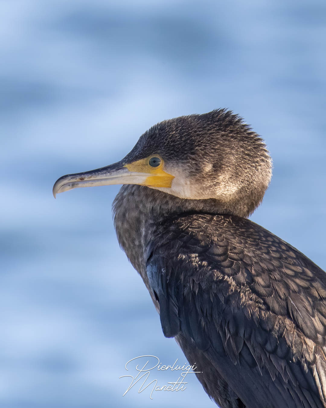 Cormorano sul Lago di Bolsena