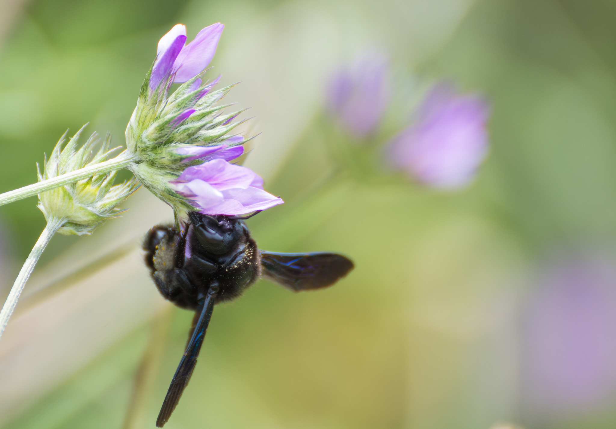 Hornet