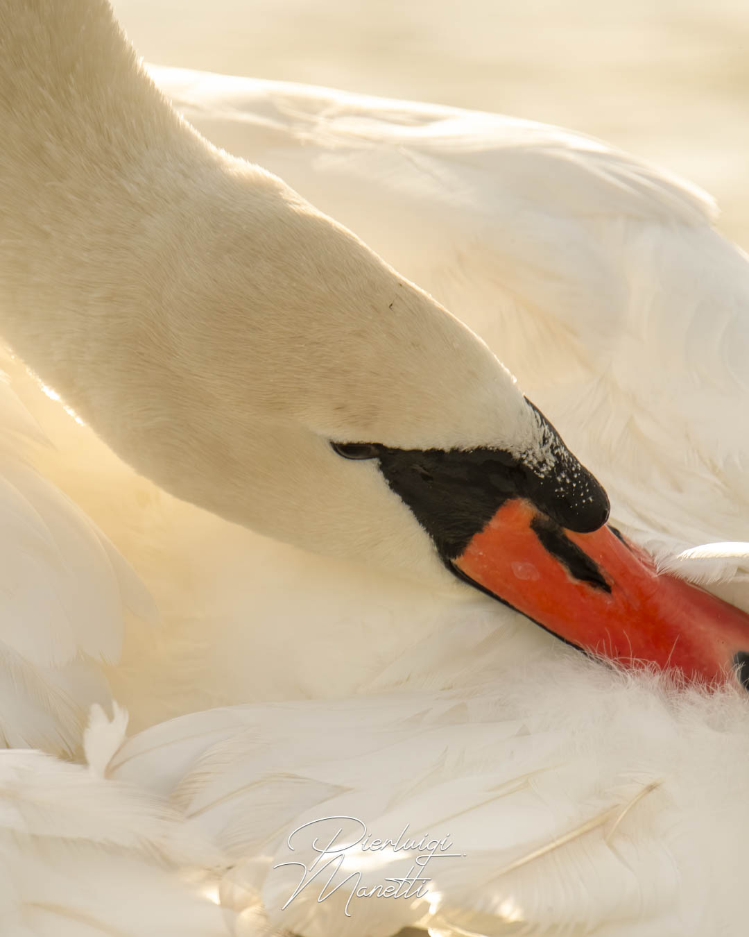 Eleganza e maestosità del Cigno
