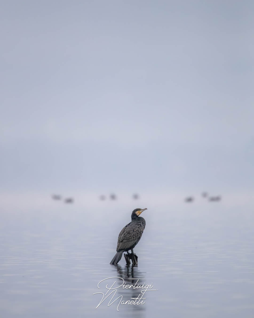 Cormorano tra la nebbia