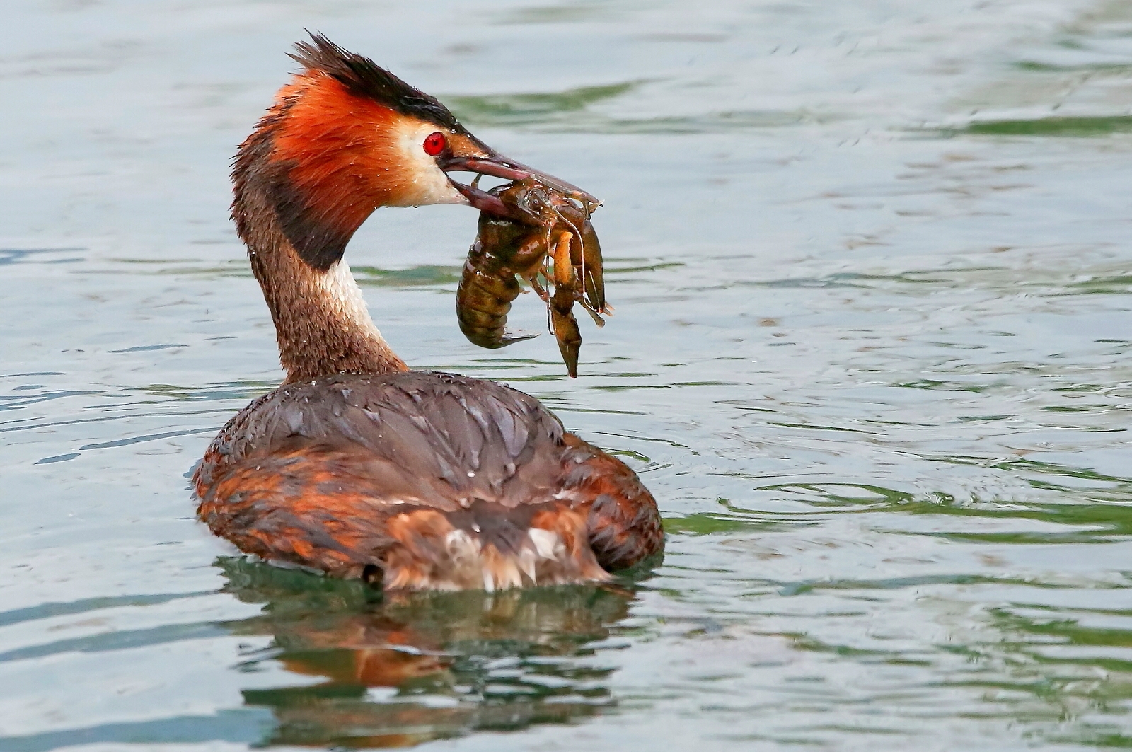 Svasso with River Shrimp