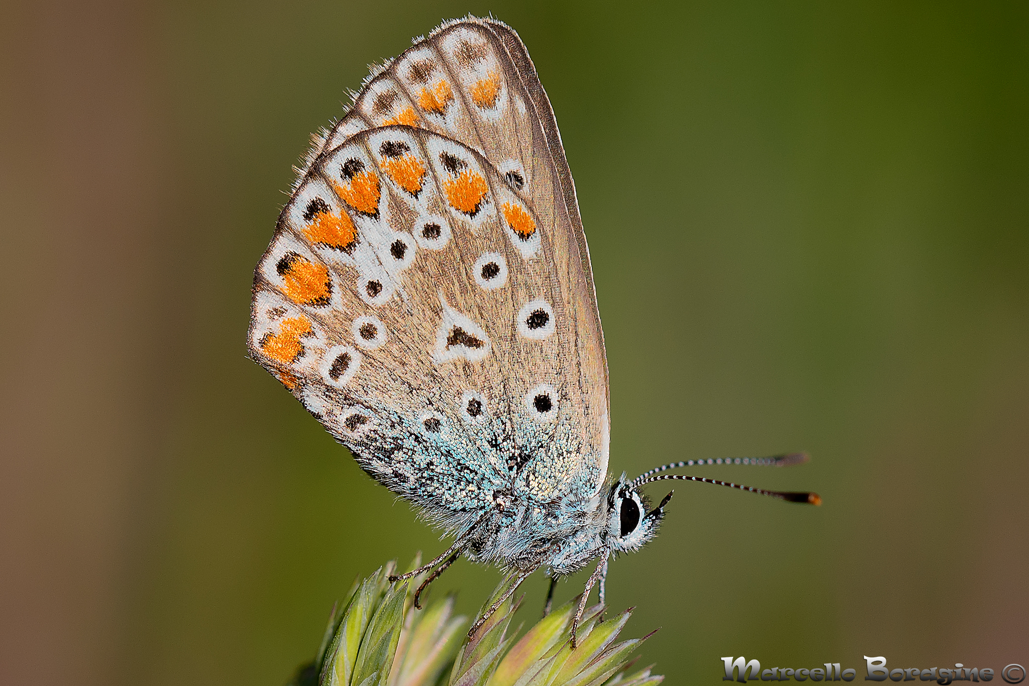 Polyommatus icarus