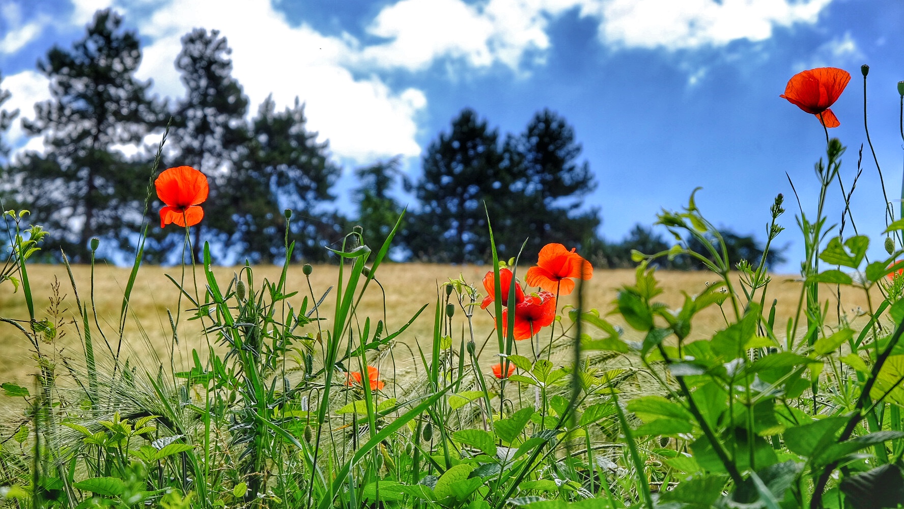 Red Poppies