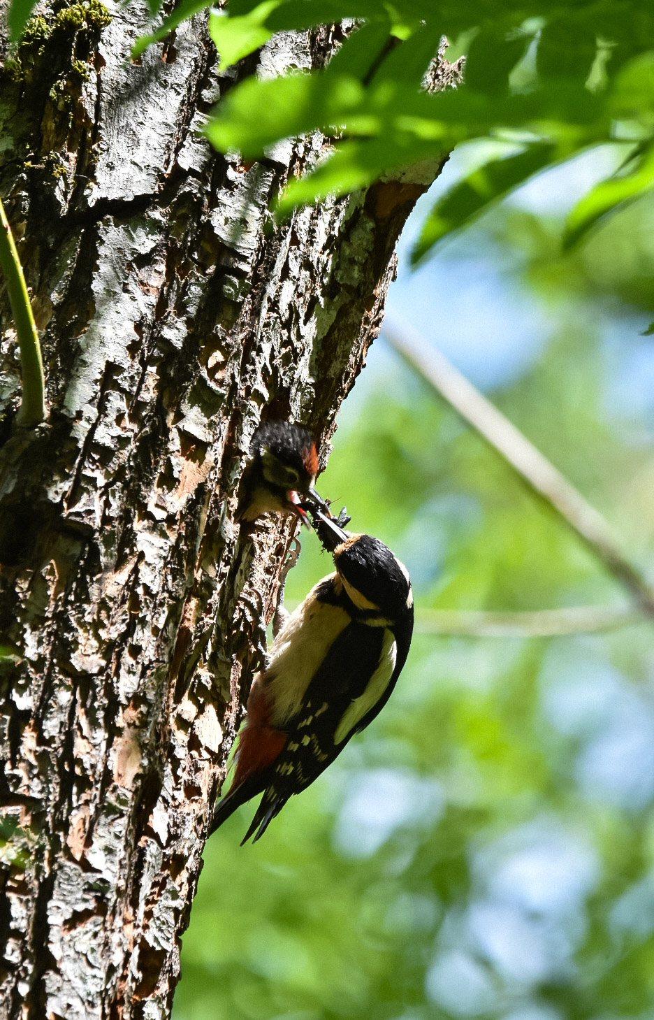 Here comes the gruel