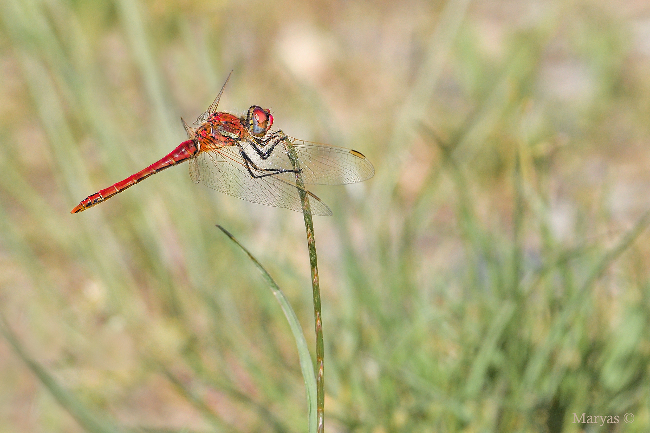 Red dragonfly