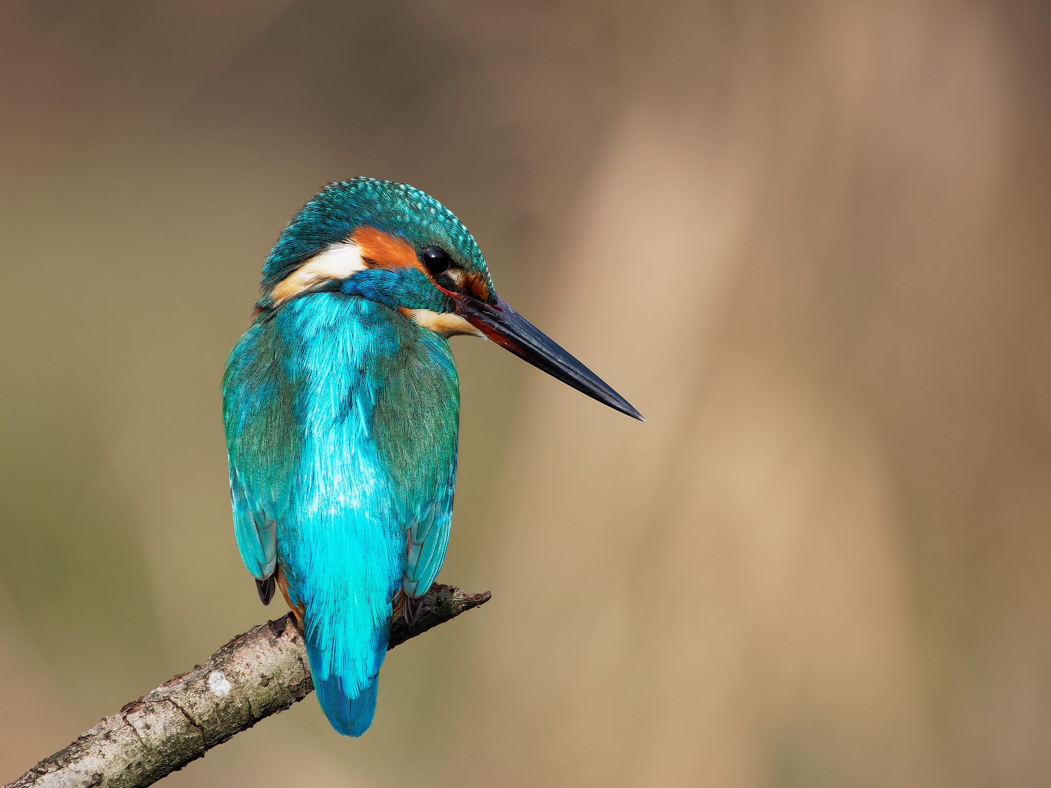 Martin Pescatore (Alcedo Atthis)