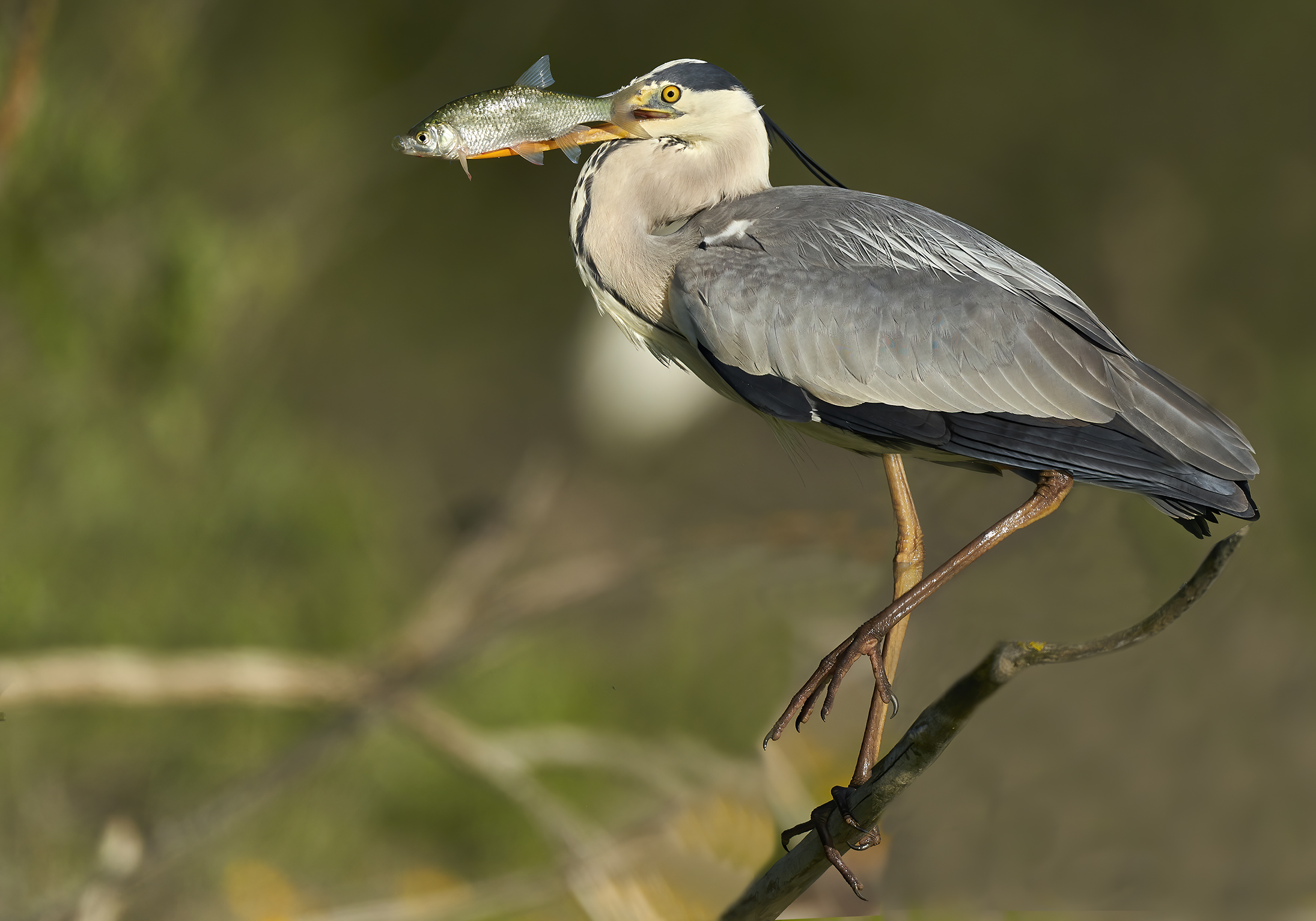 Buona pescata del Cenerino