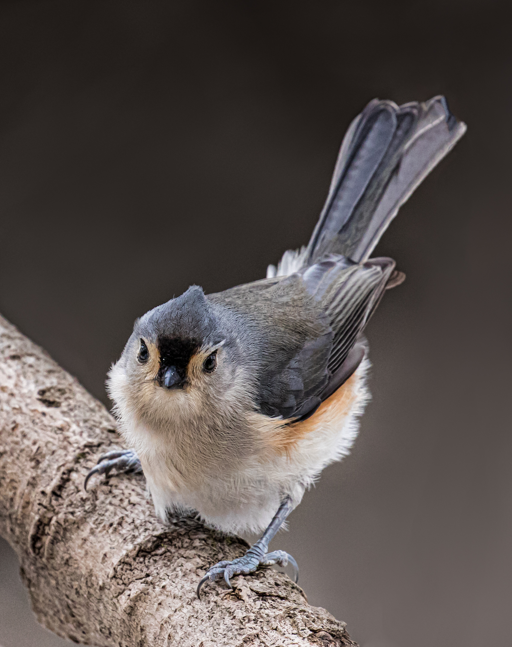 Tuffed Titmouse