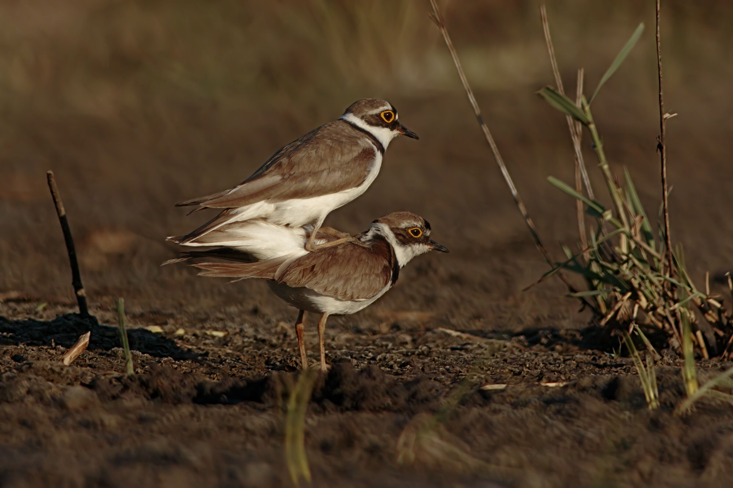 Corrieri in accoppiamento