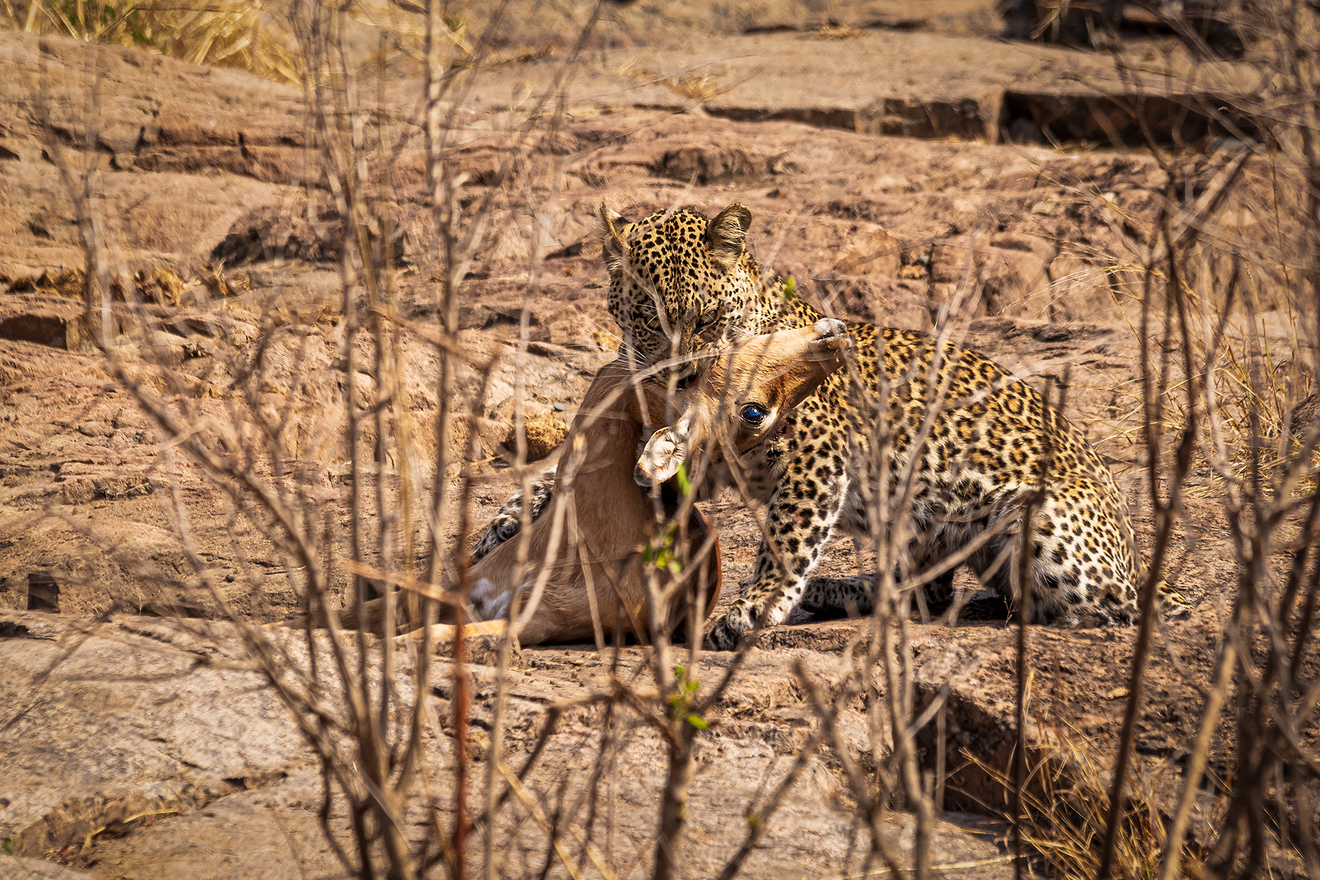 Leopard and its Prey