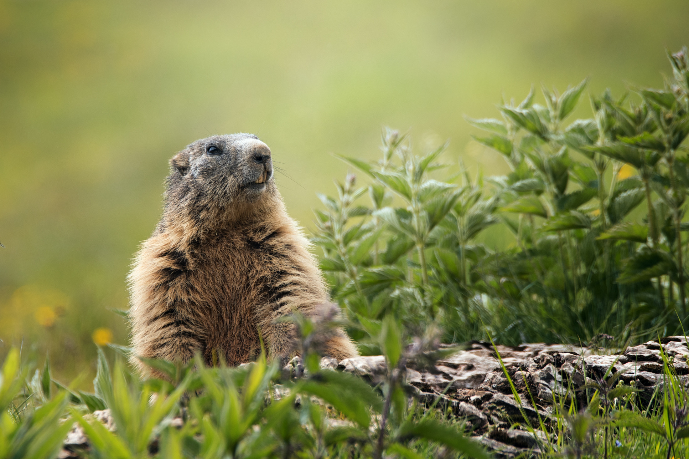 Marmotta