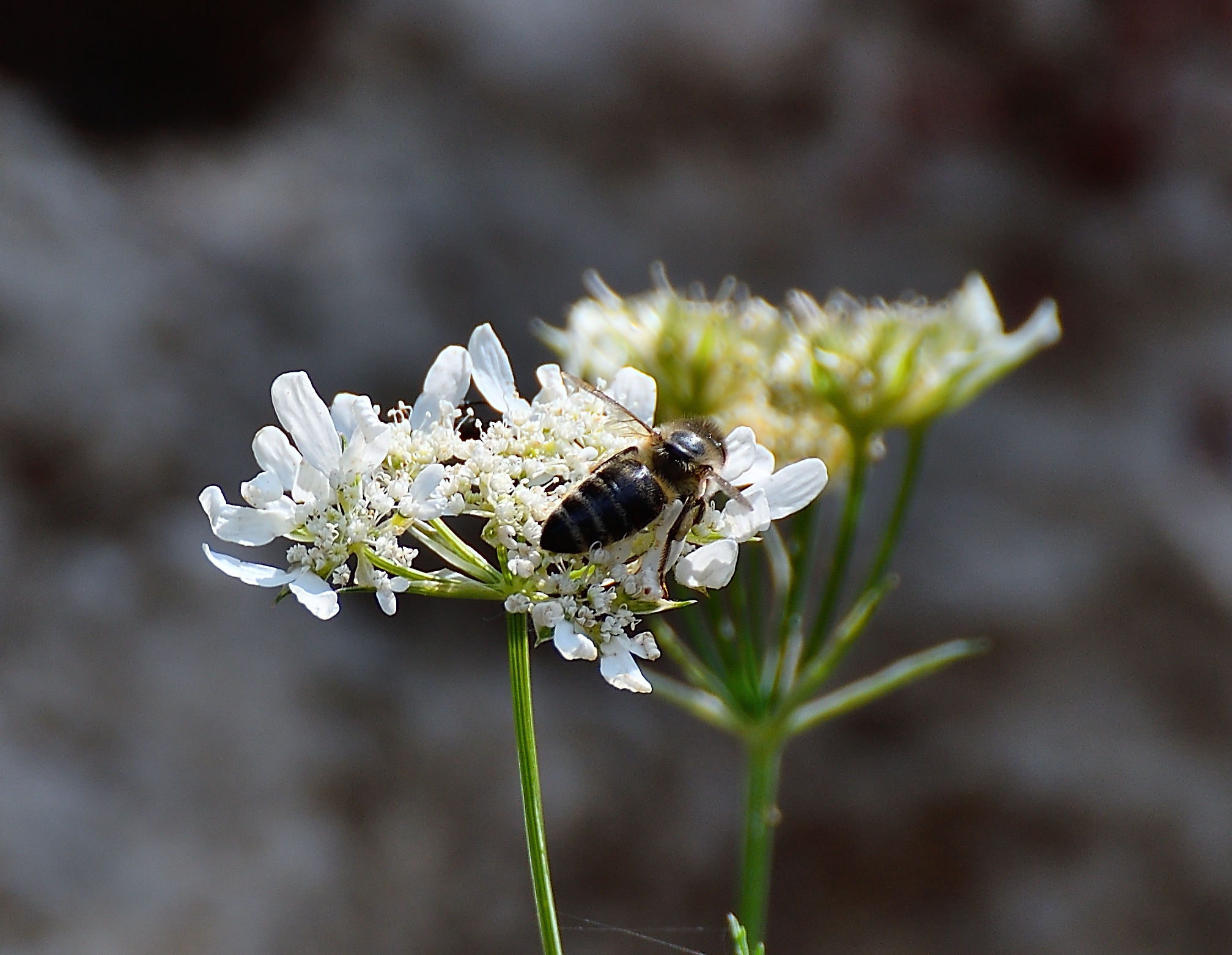 Continue inpollination
