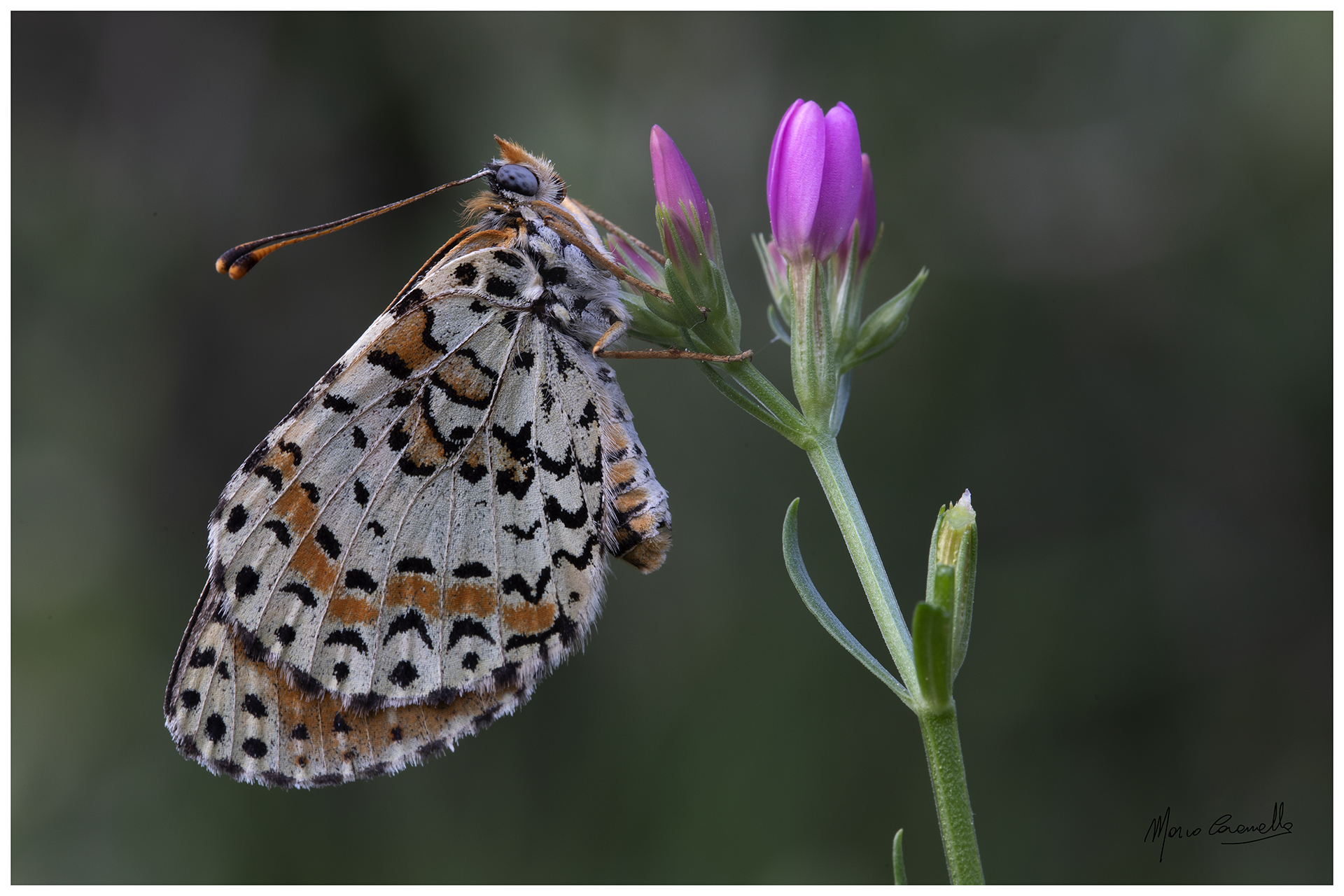 Melitaea didyma