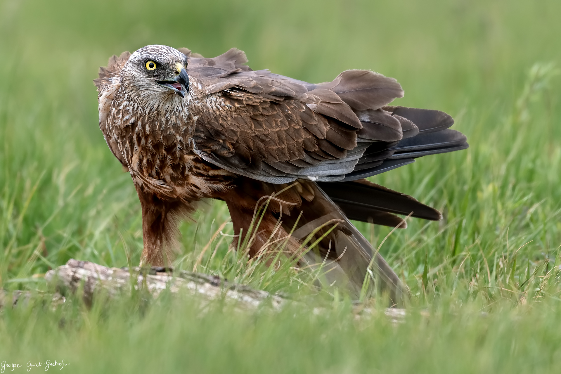 Eurasian Marsh Harrier vs wind