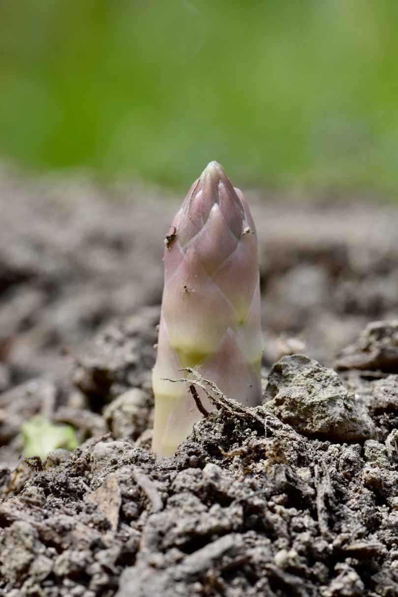 l'ultimo dei mohicani