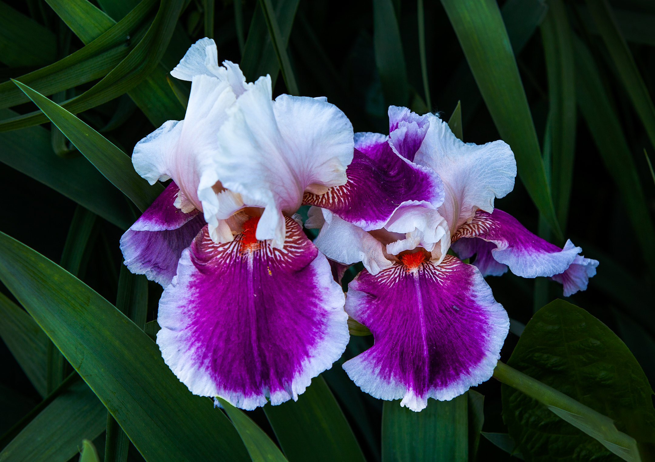 A Pair of "Iris"Flowers.