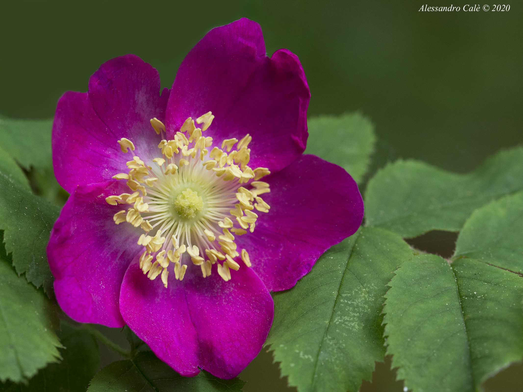 Rosellina selvatica 7935