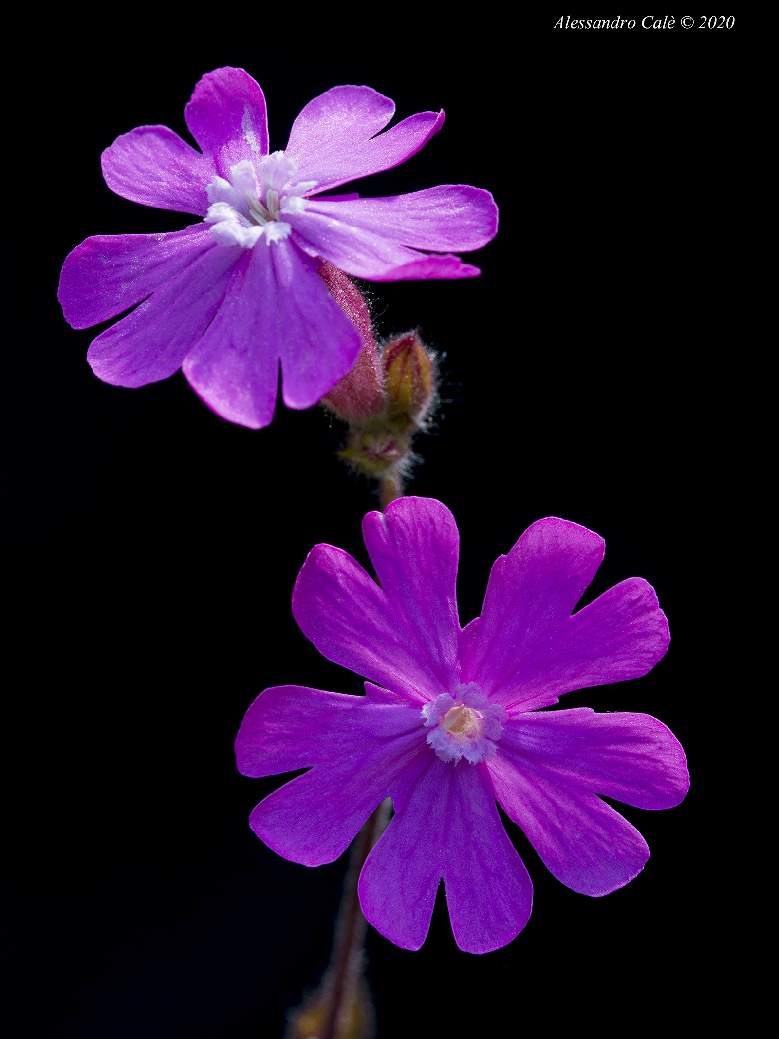 Silene dioica (Gittone rosso) 7831