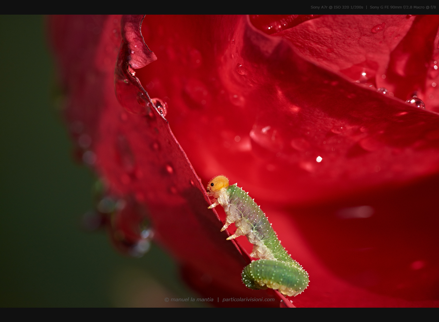 The hungry caterpillar