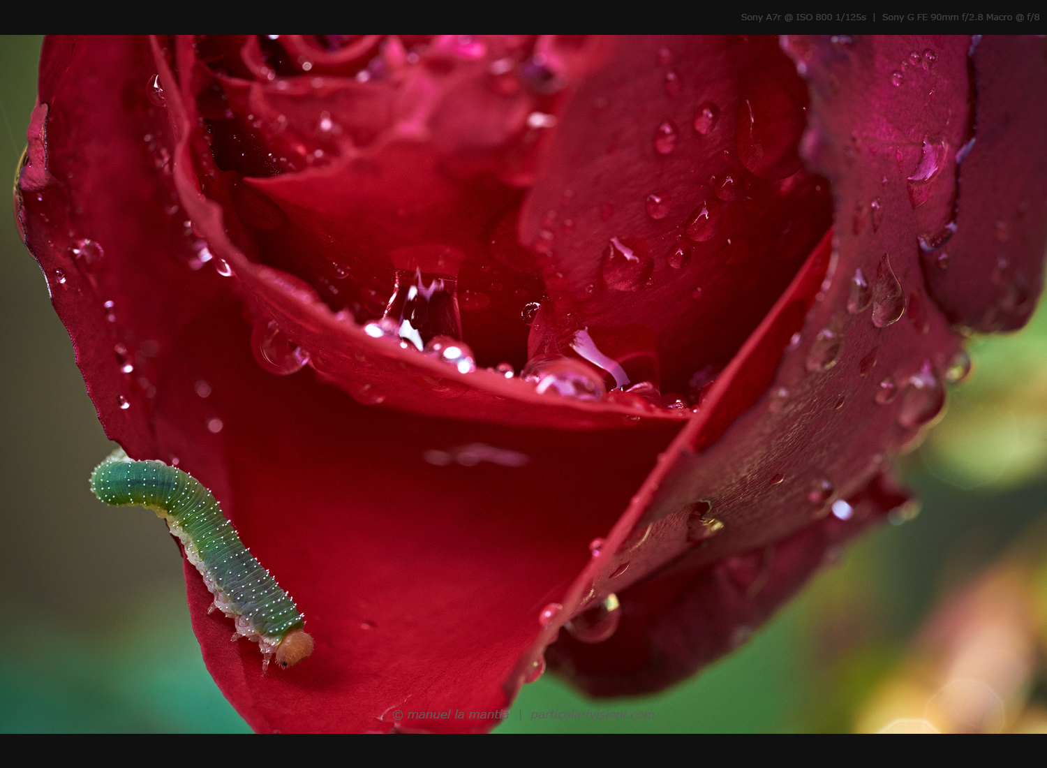 The hungry caterpillar