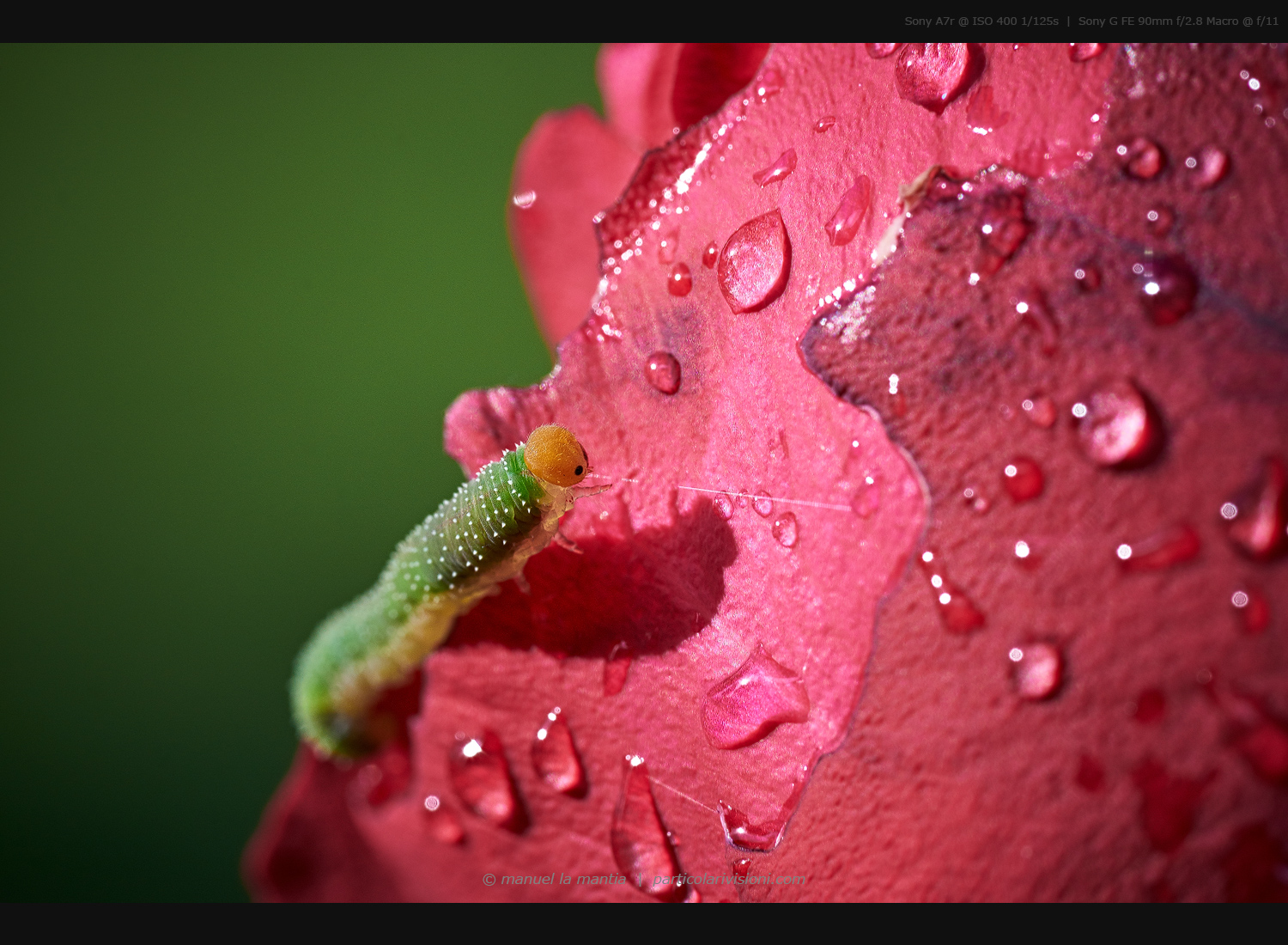 The hungry caterpillar