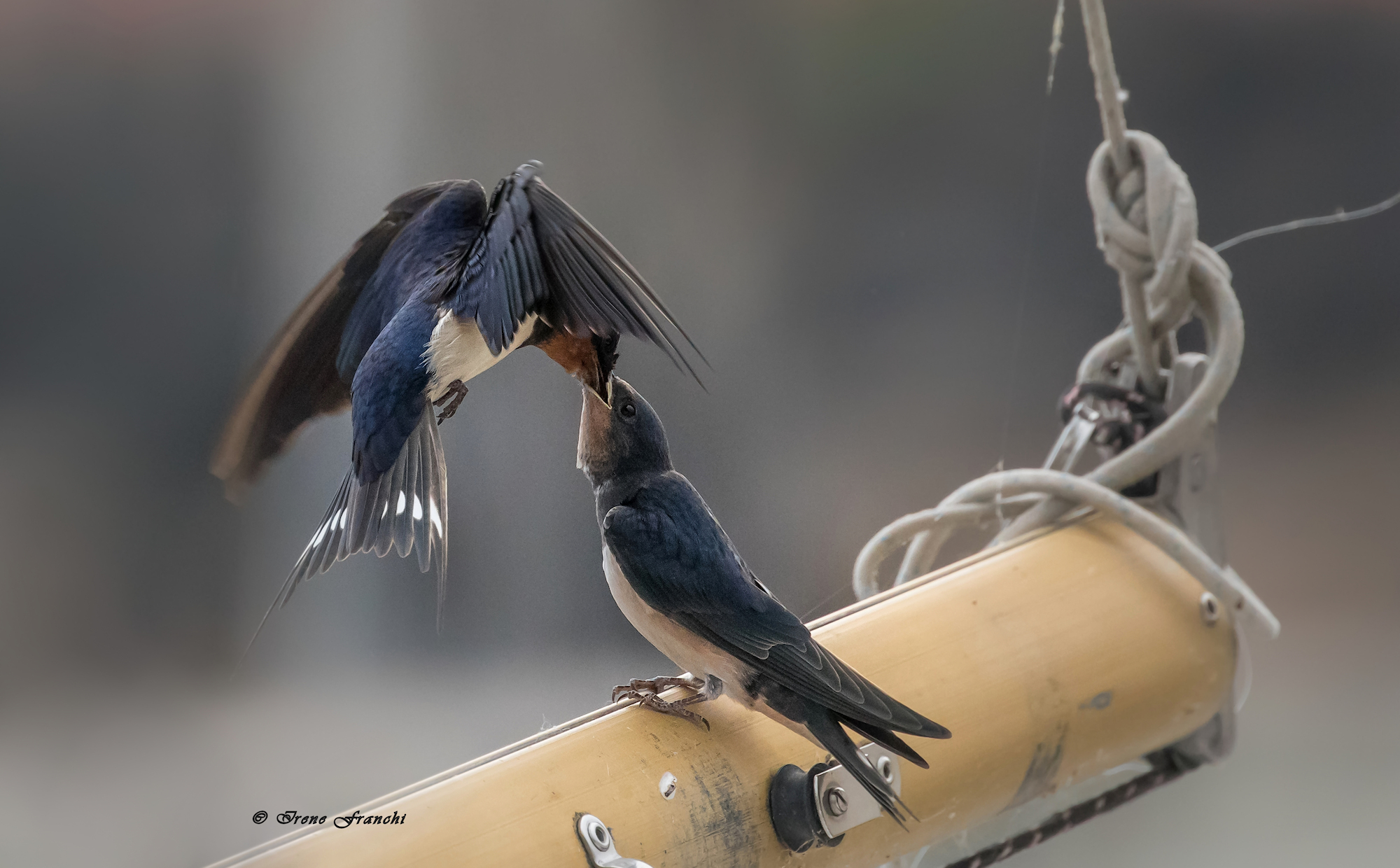 the magic of swallows