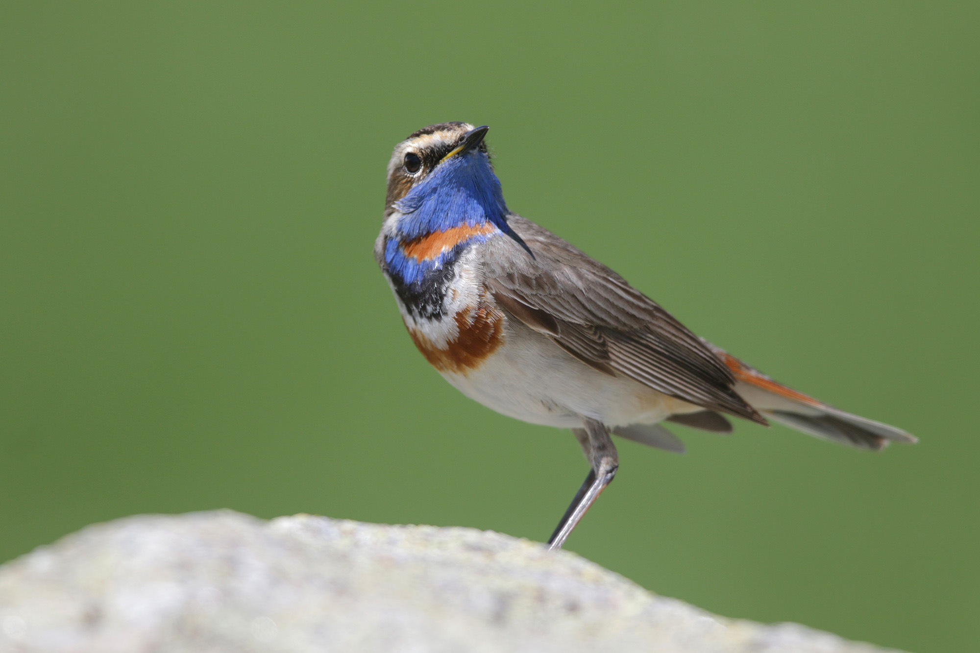 l'azzurro del pettazzurro