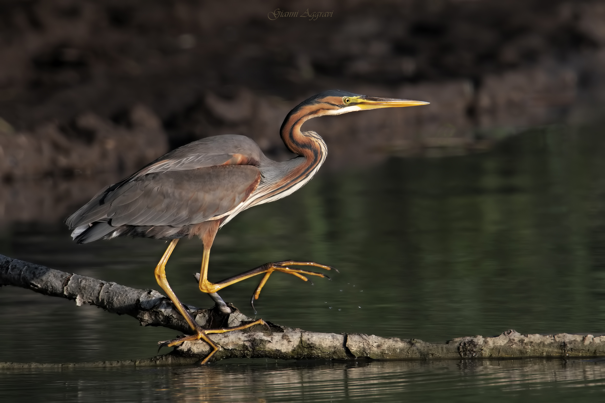 Airone rosso (Ardea purpurea)