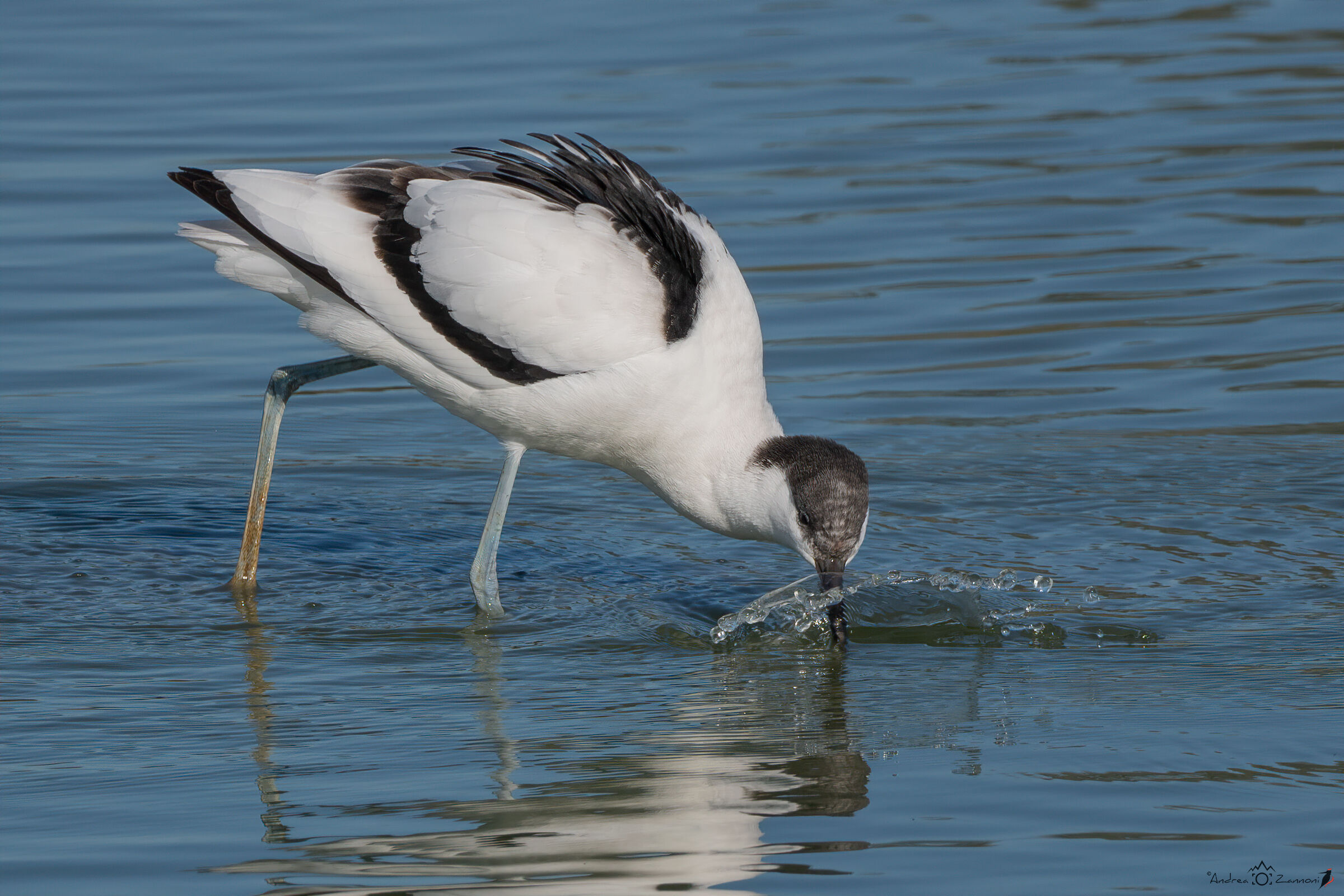 Avocetta