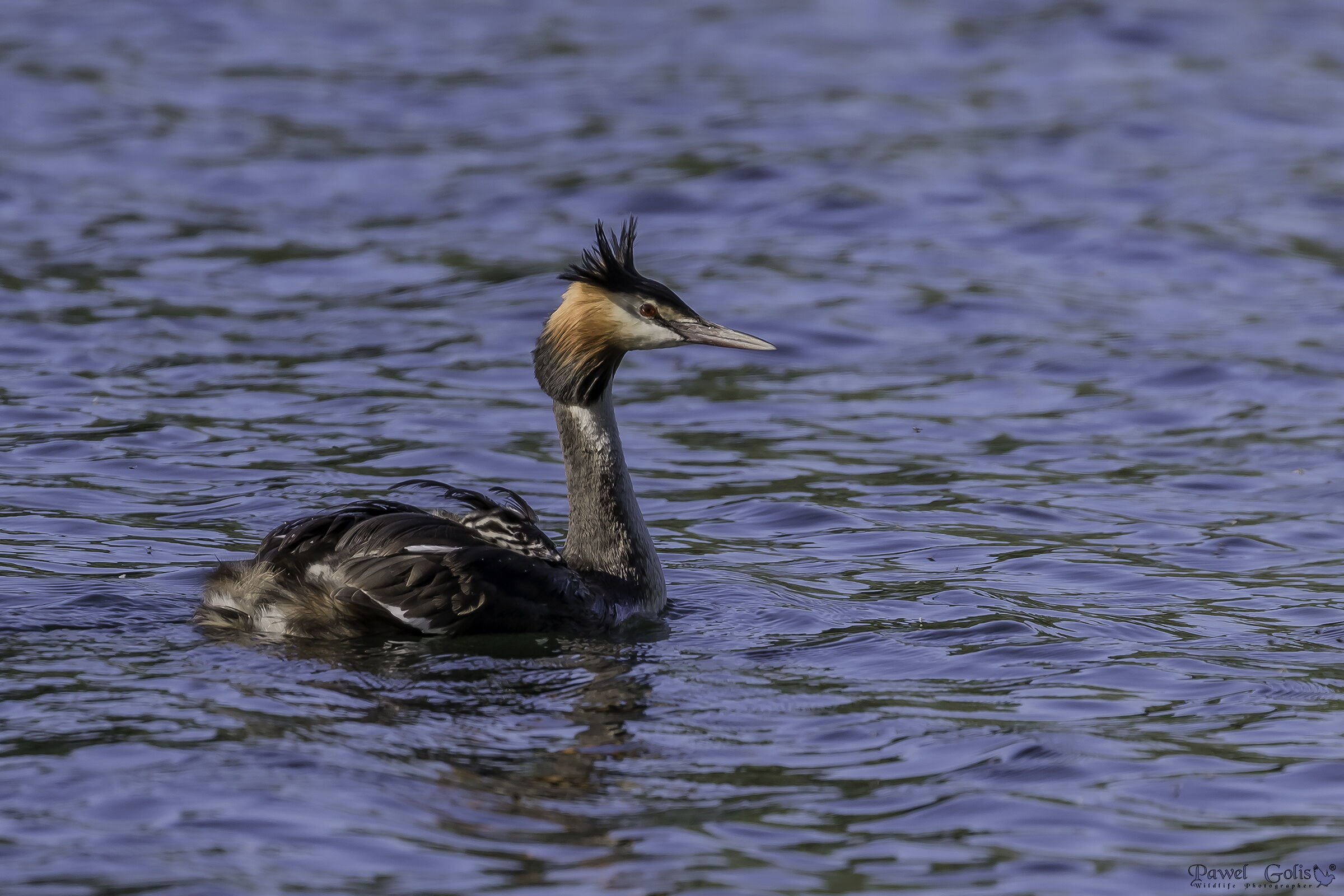 Grande grasso crestato (Podiceps cristatus)