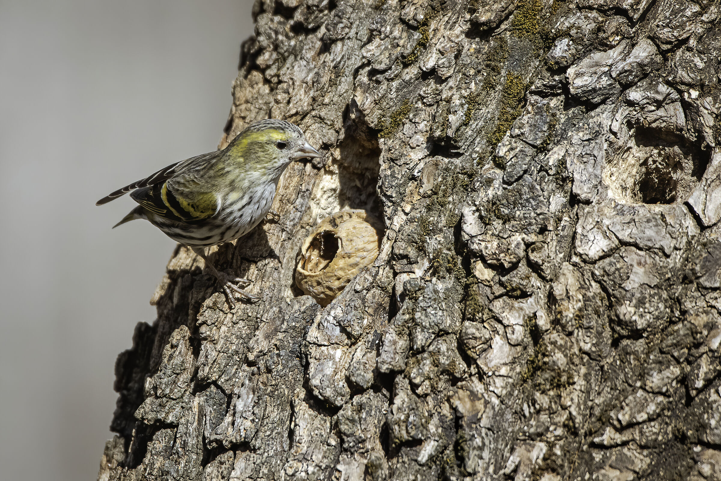 Finching on the trunk