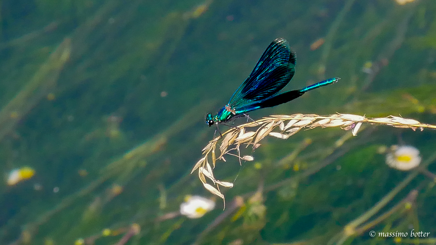 Dragonfly