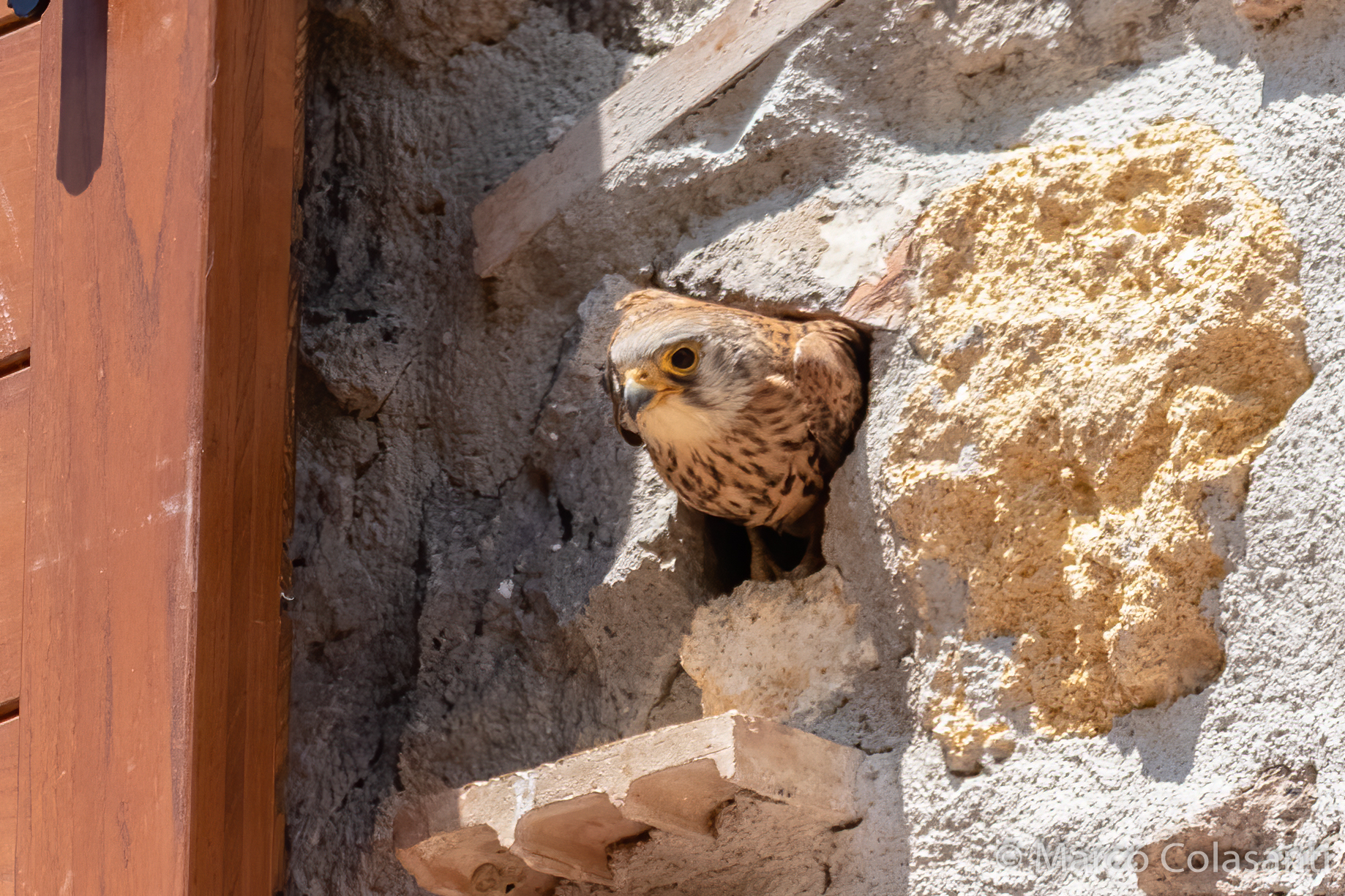 cu cu .... (Grillaio - Falco Naumanni)