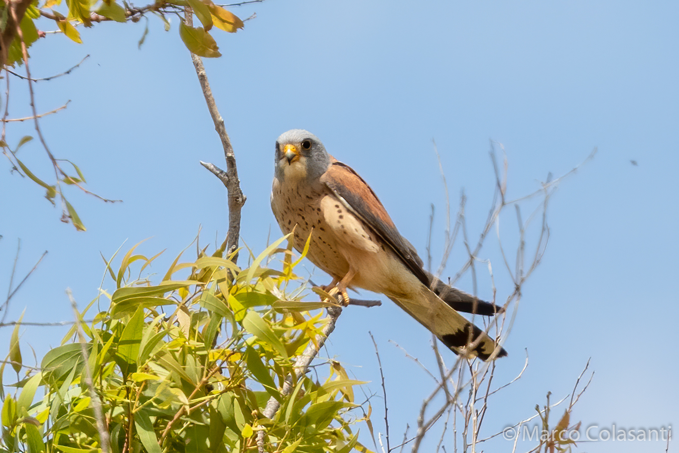 in bella posa (Grillaio - Falco Naumanni)