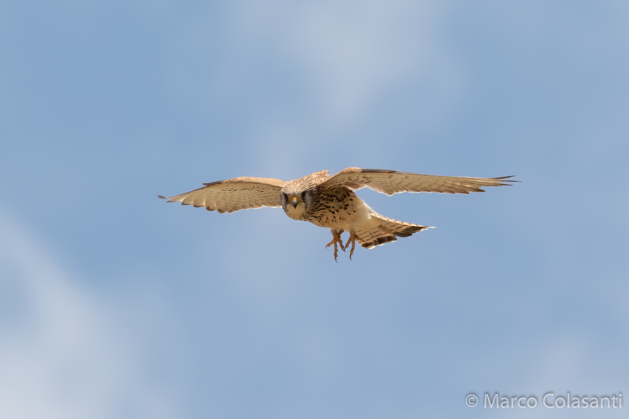 Grillaio (Falco Naumanni)