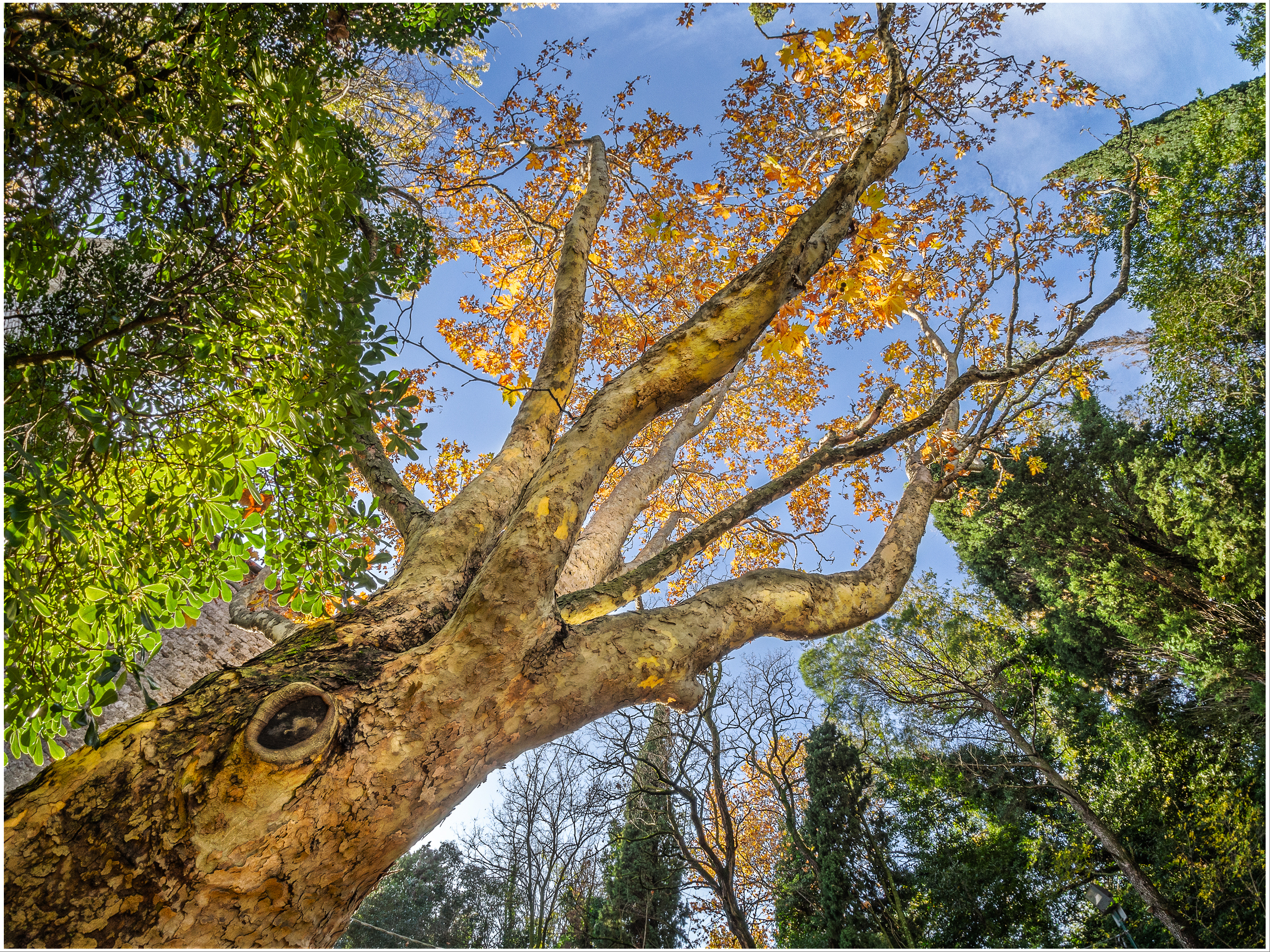 Il mondo è una mia rappresentazinone I