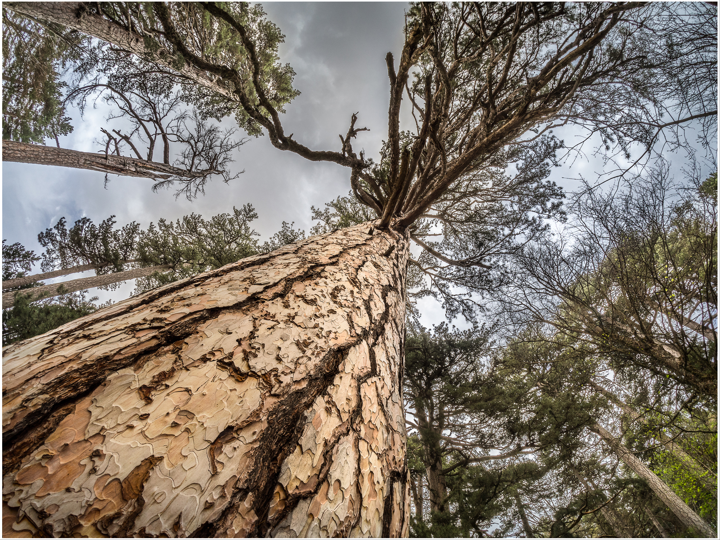 Il mondo è una mia rappresentazinone III