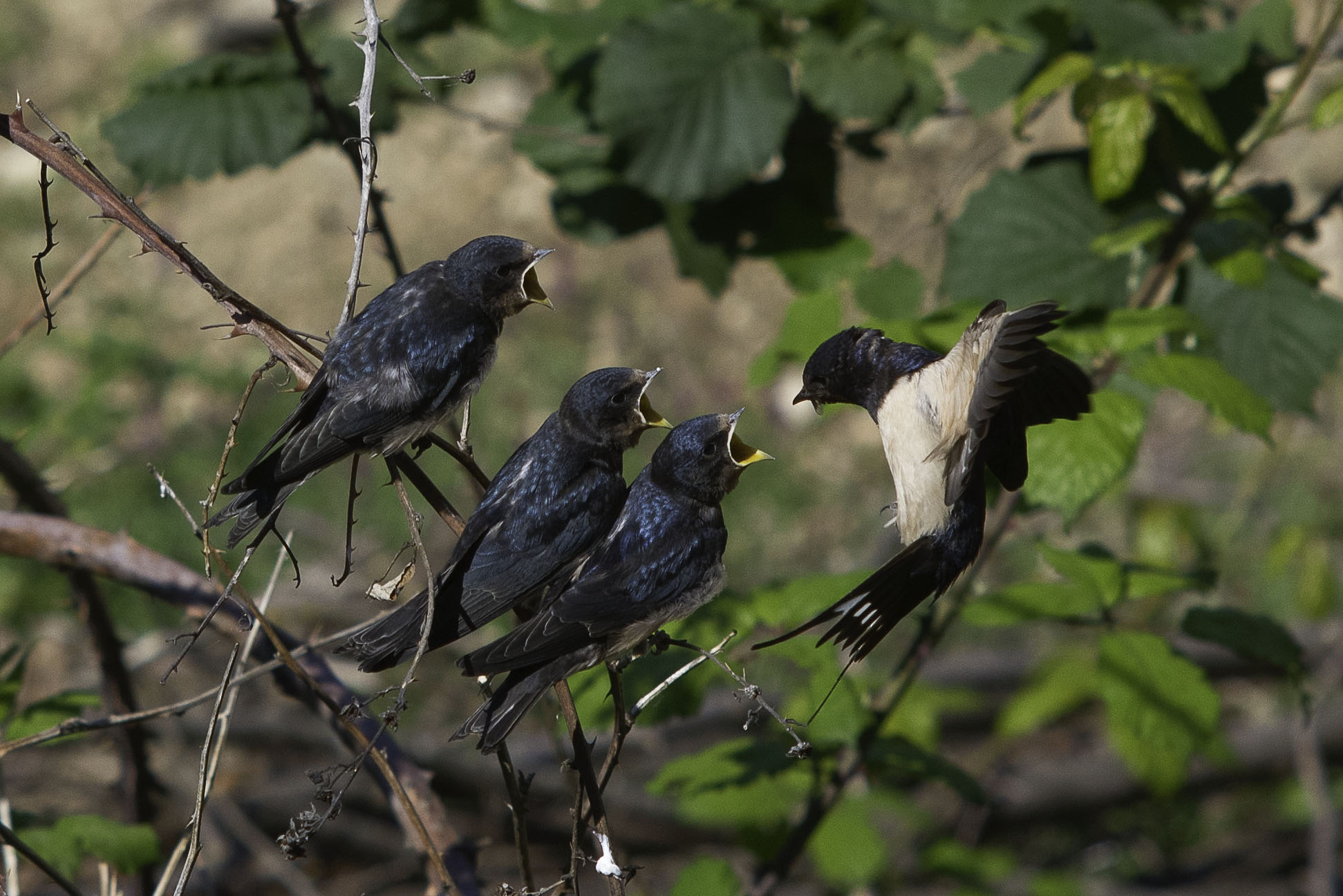 Il pasto dei rondinini