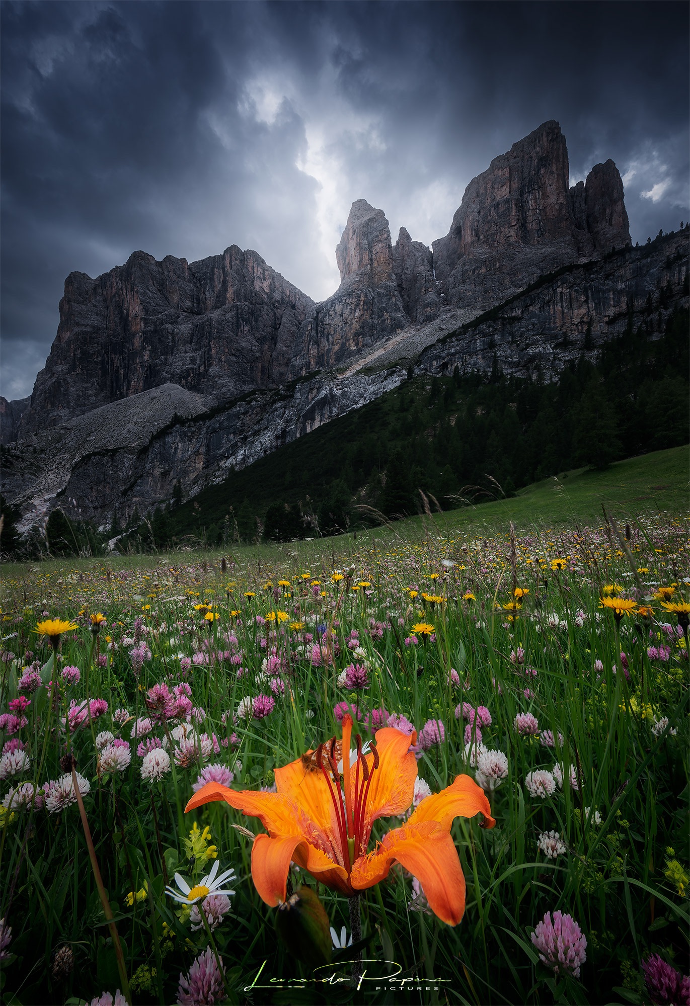 Flower of Hope, New Year