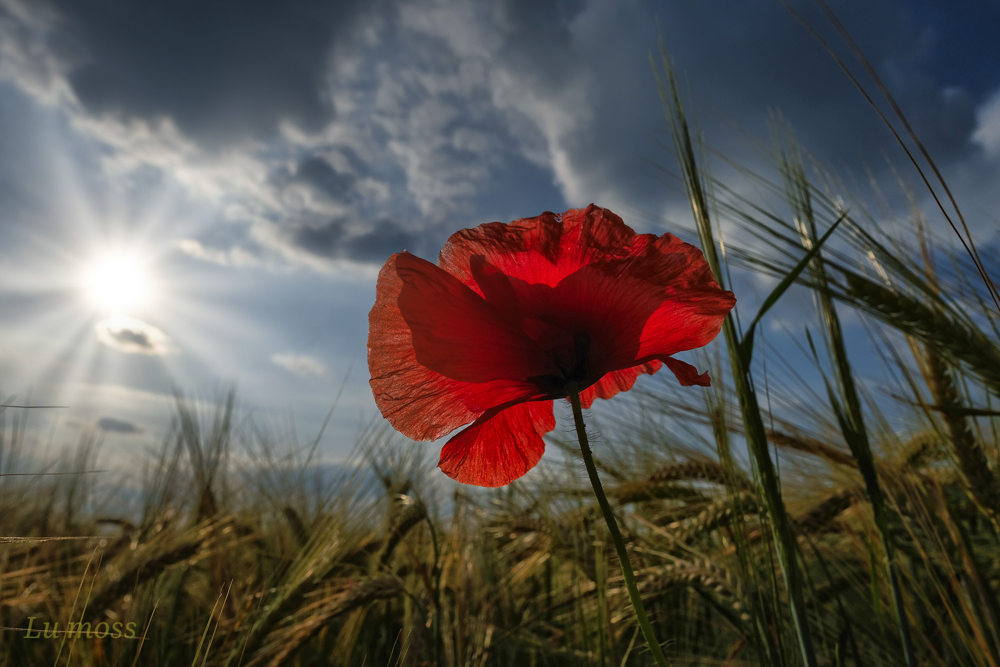 The slightness of the poppy.