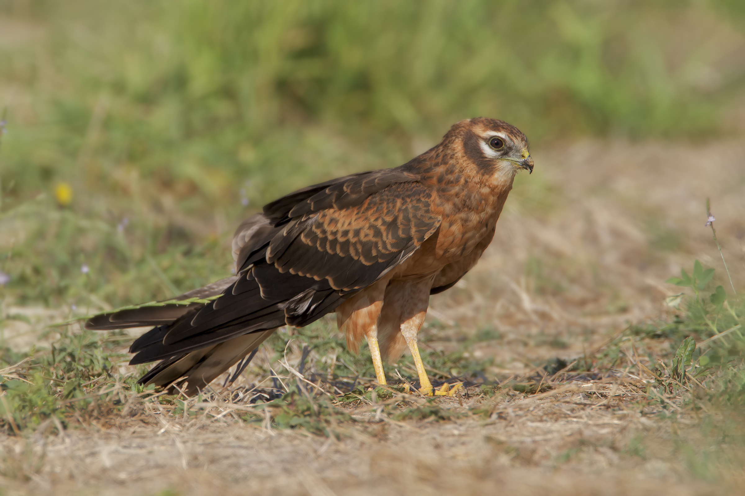 Albanella minore Juv.