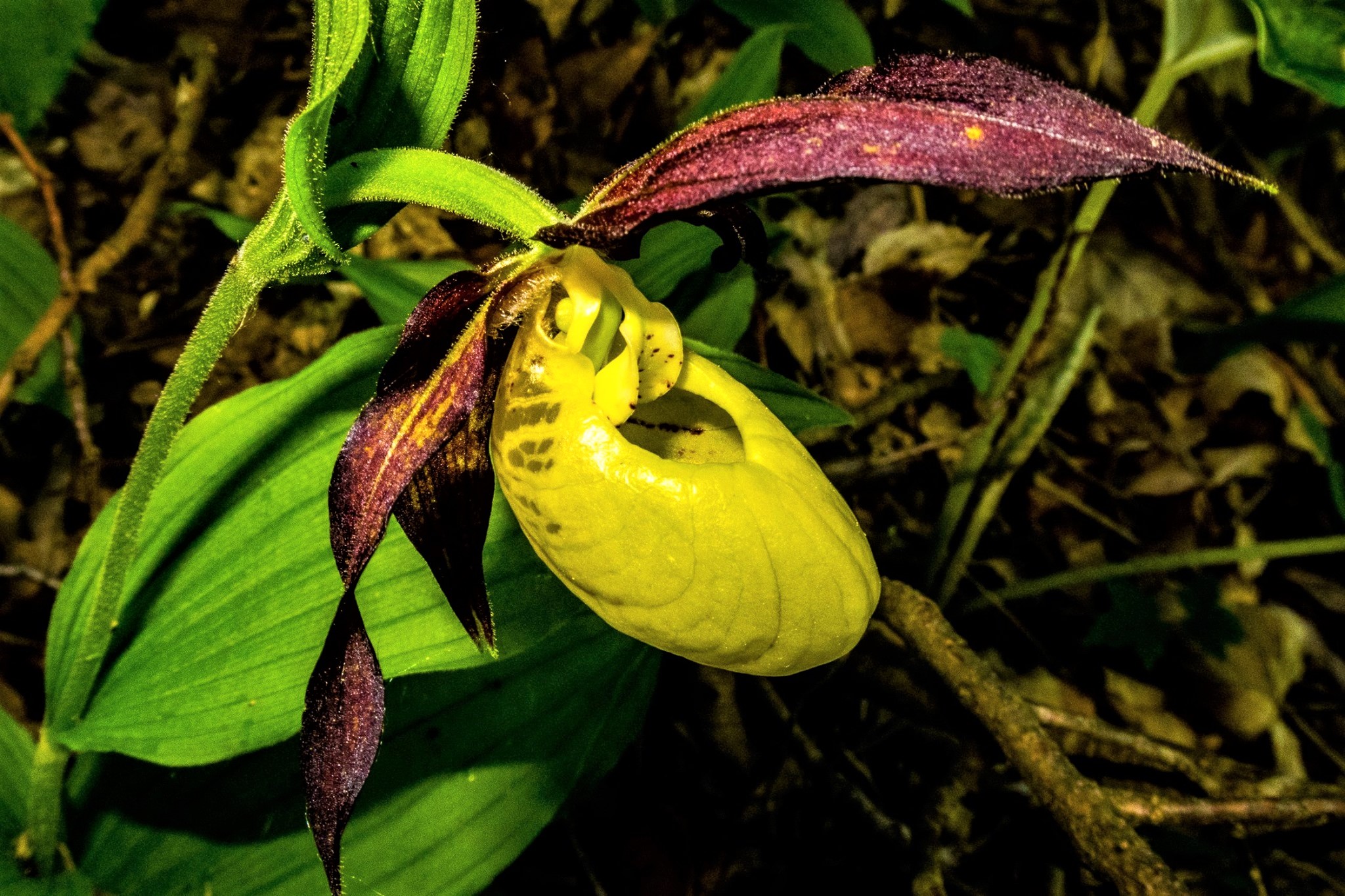 Scarpetta di Venere (cypripedium calceolus)