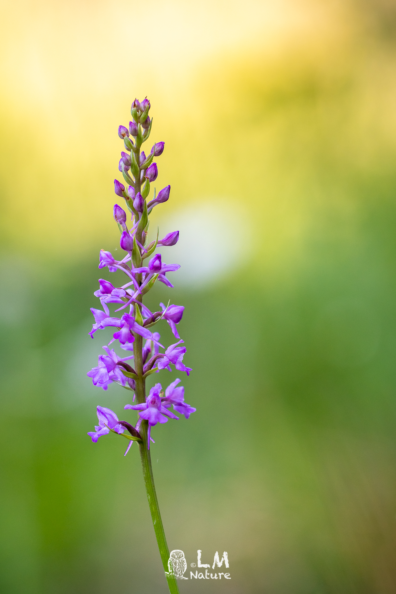 Spotted dactylorhiza
