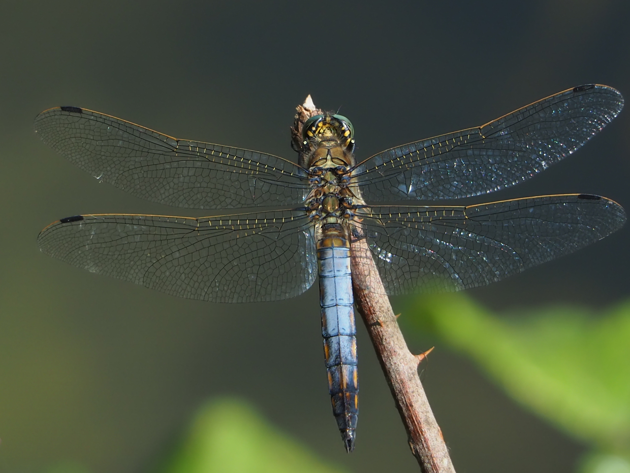Dragonfly on bramble
